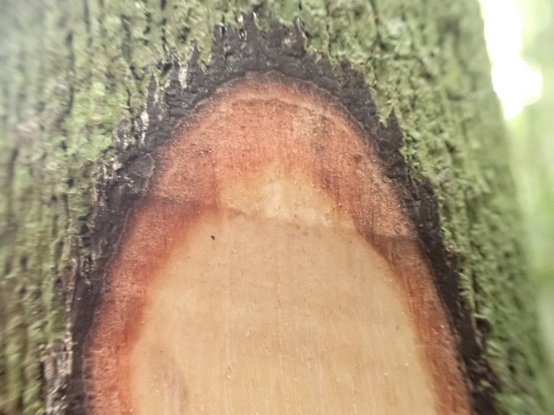 Diospyros melocarpa photo 3
