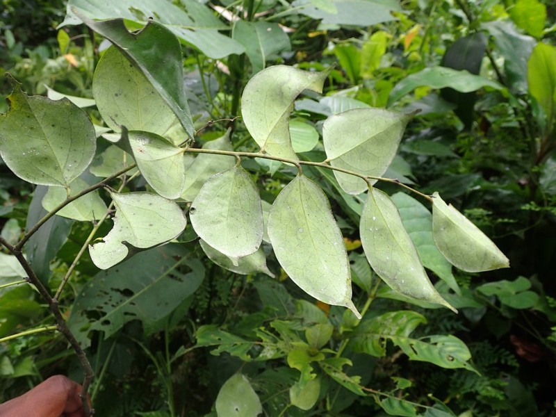 Diospyros melocarpa photo 4