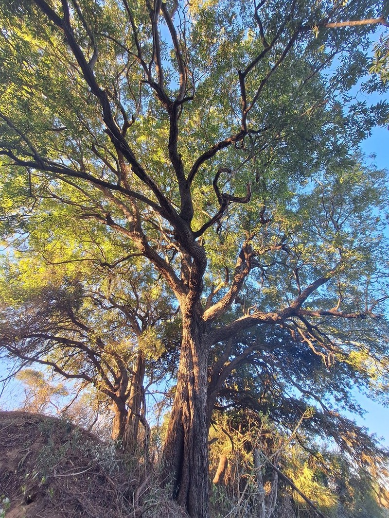 Ebony Diospyros photo 6