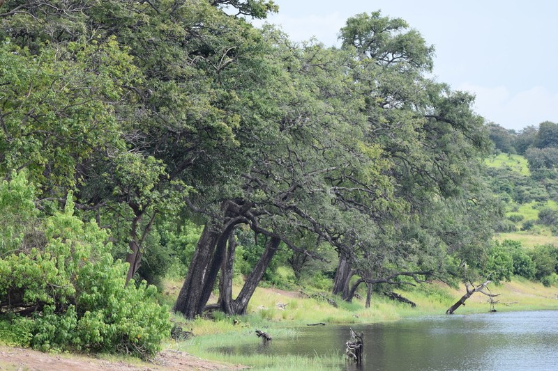 Ebony Diospyros photo 7