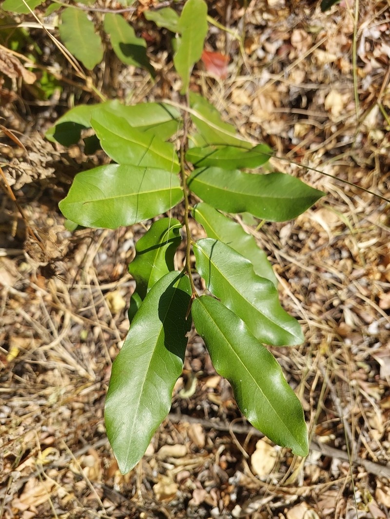 Ebony Diospyros photo 8