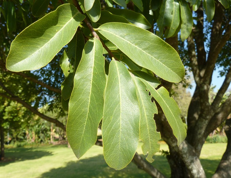 Ebony Diospyros photo 2