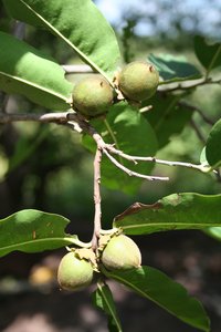 Ebony Diospyros