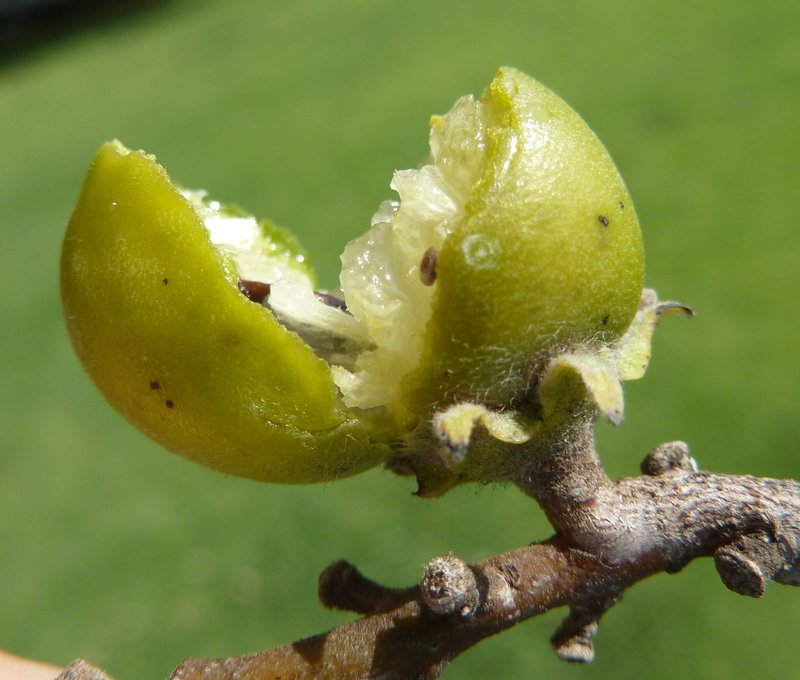 Ebony Diospyros photo 3