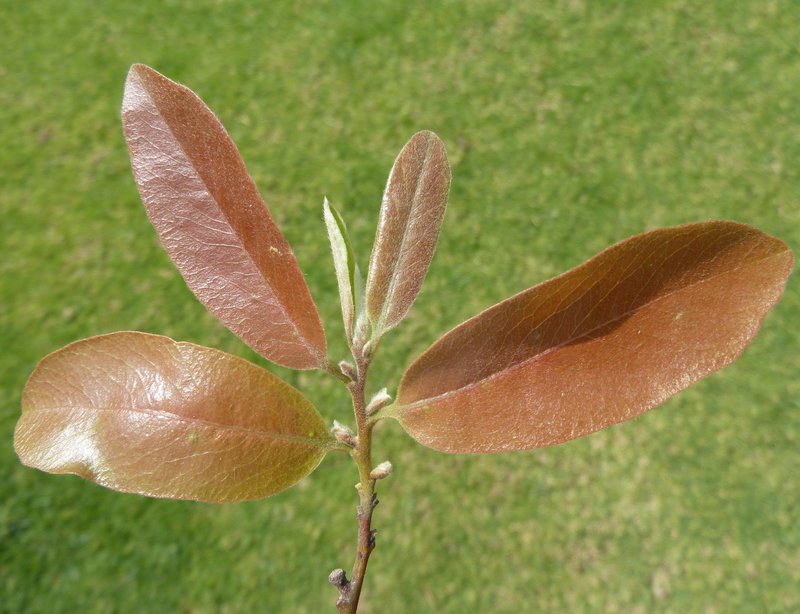 Ebony Diospyros photo 4