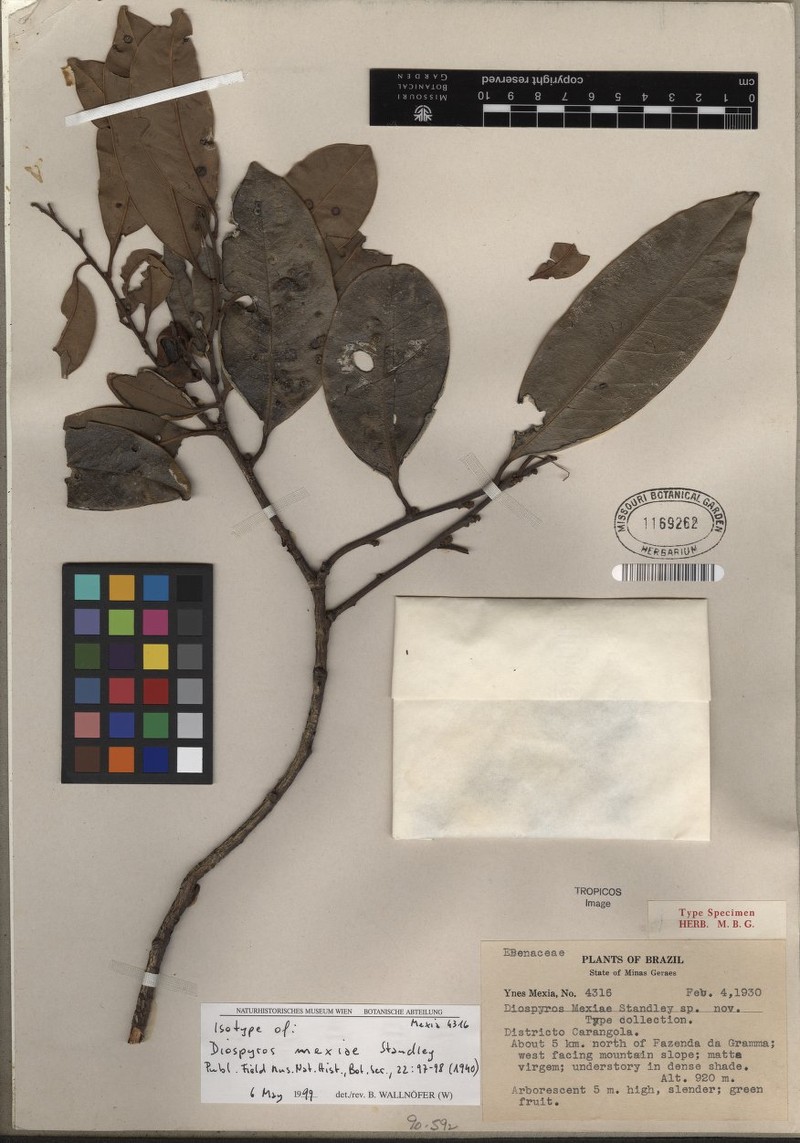 Diospyros mexiae