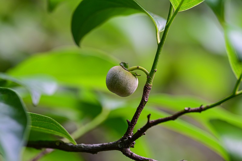 Diospyros miaoshanica