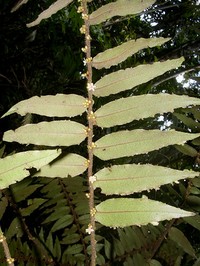 Diospyros micrantha