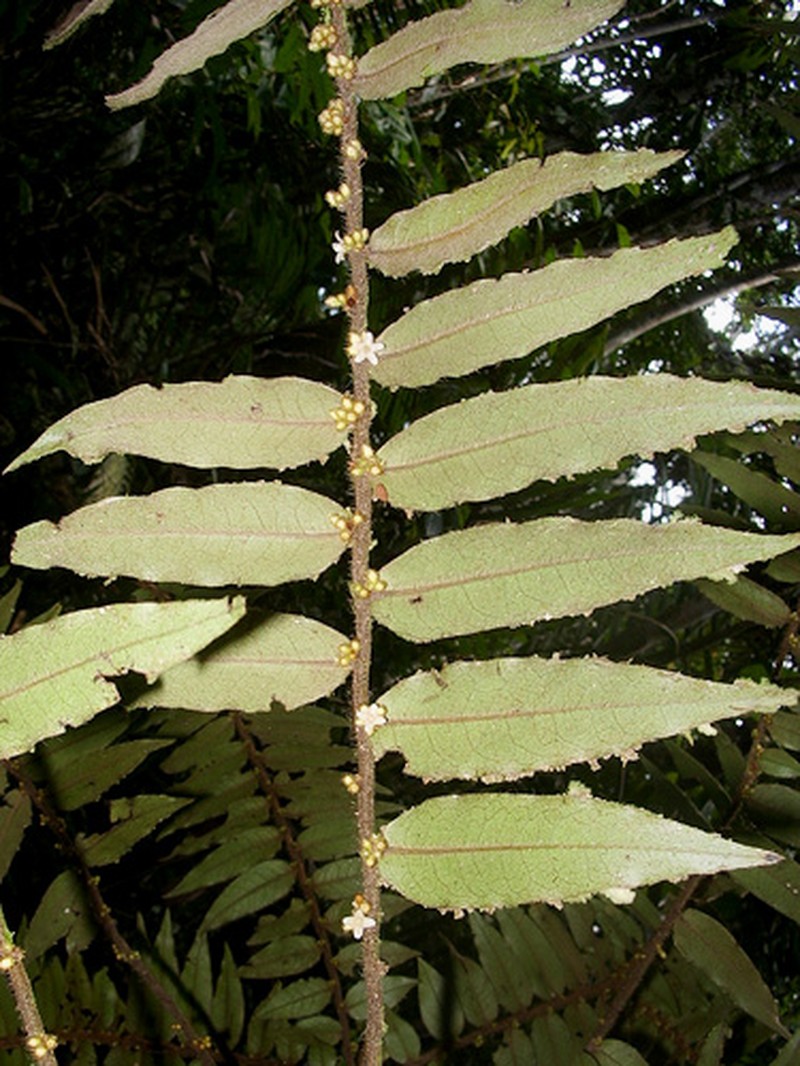 Diospyros micrantha