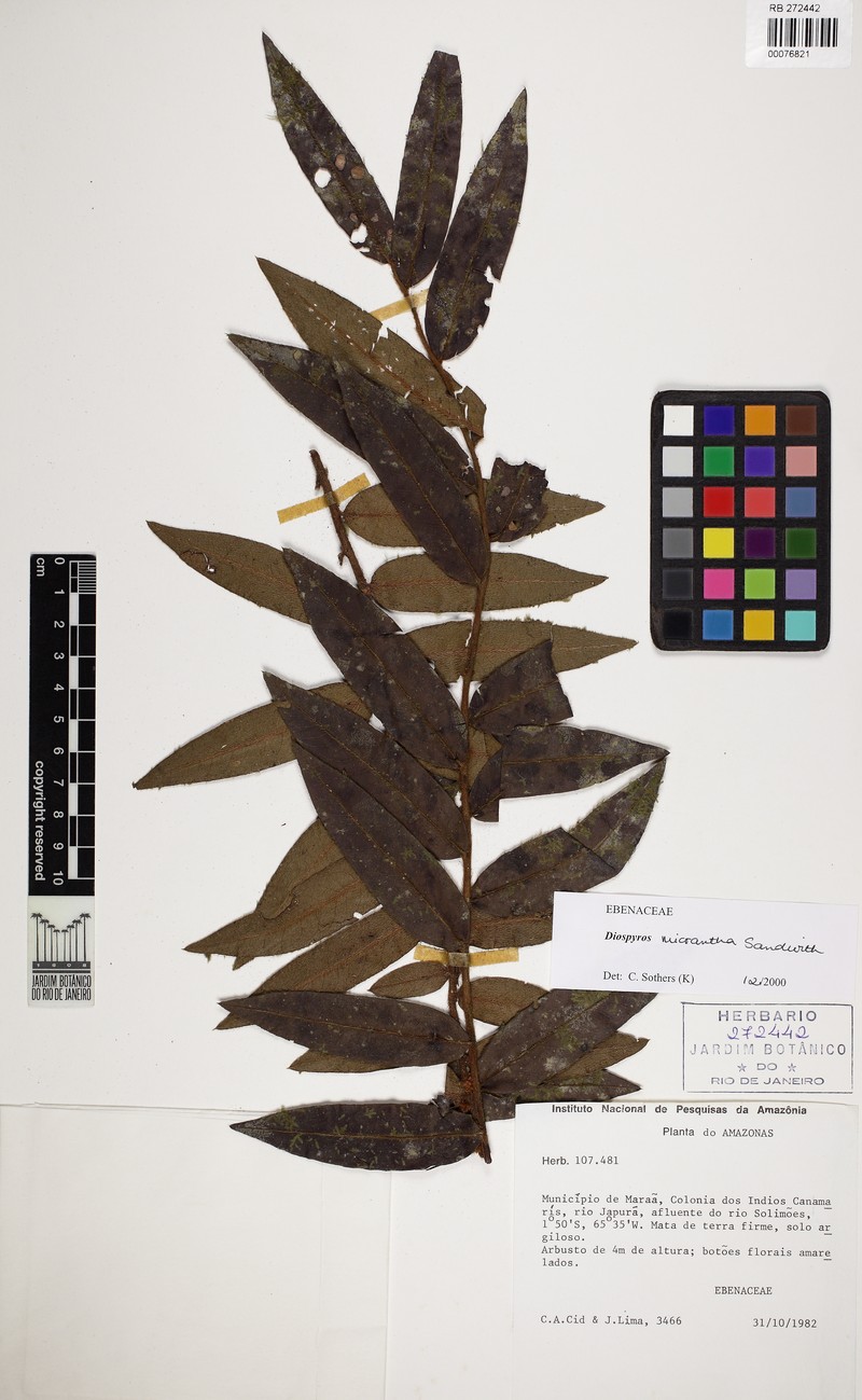 Diospyros micrantha photo 2