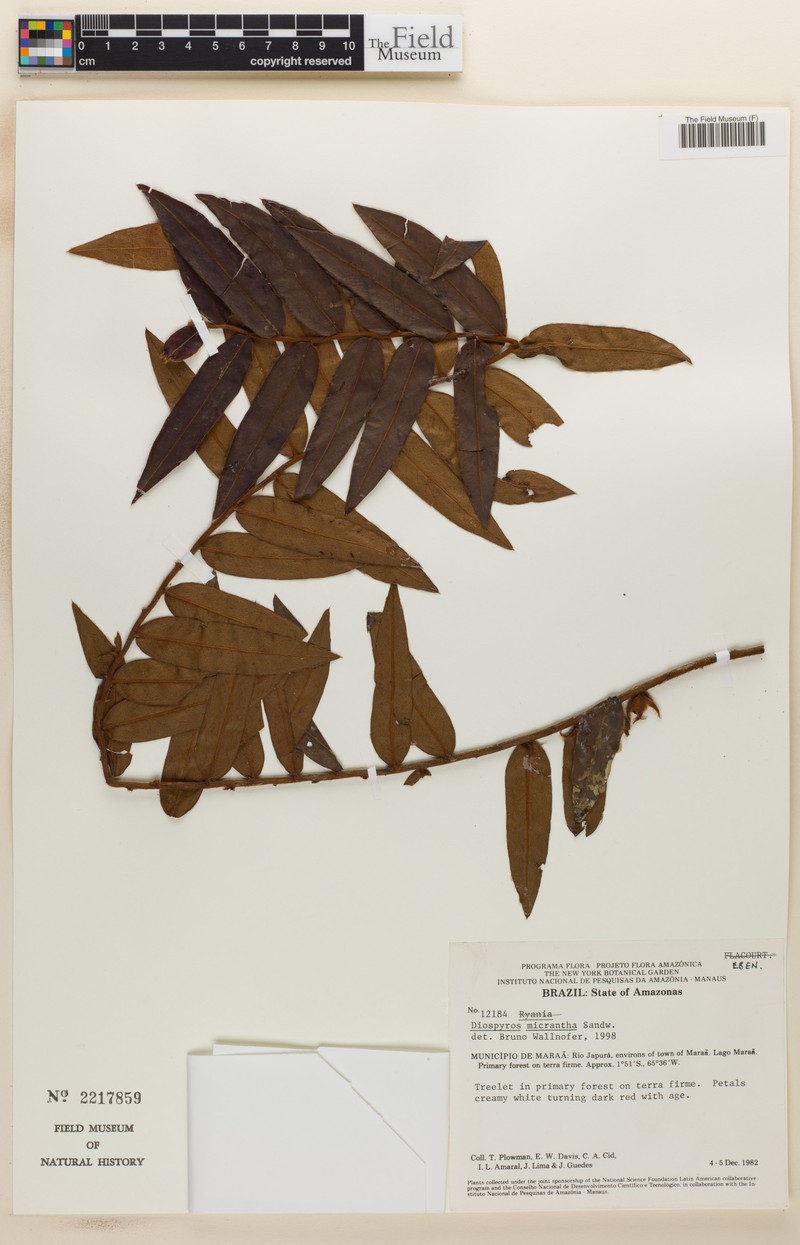 Diospyros micrantha photo 3