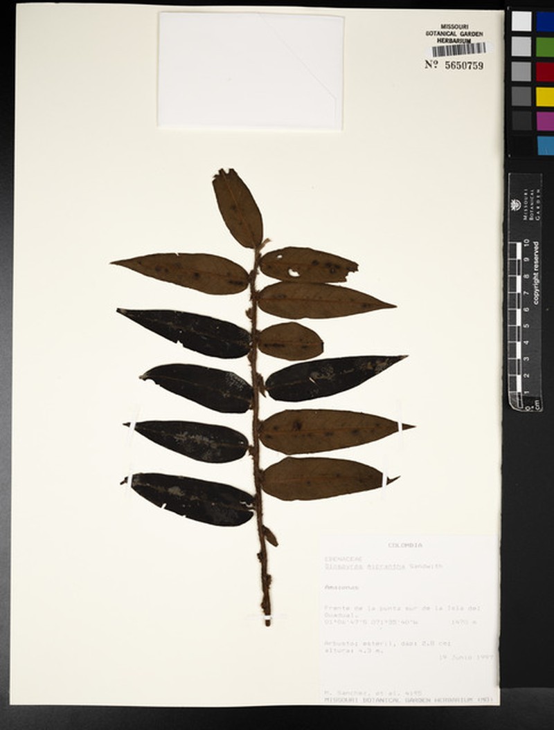 Diospyros micrantha photo 4