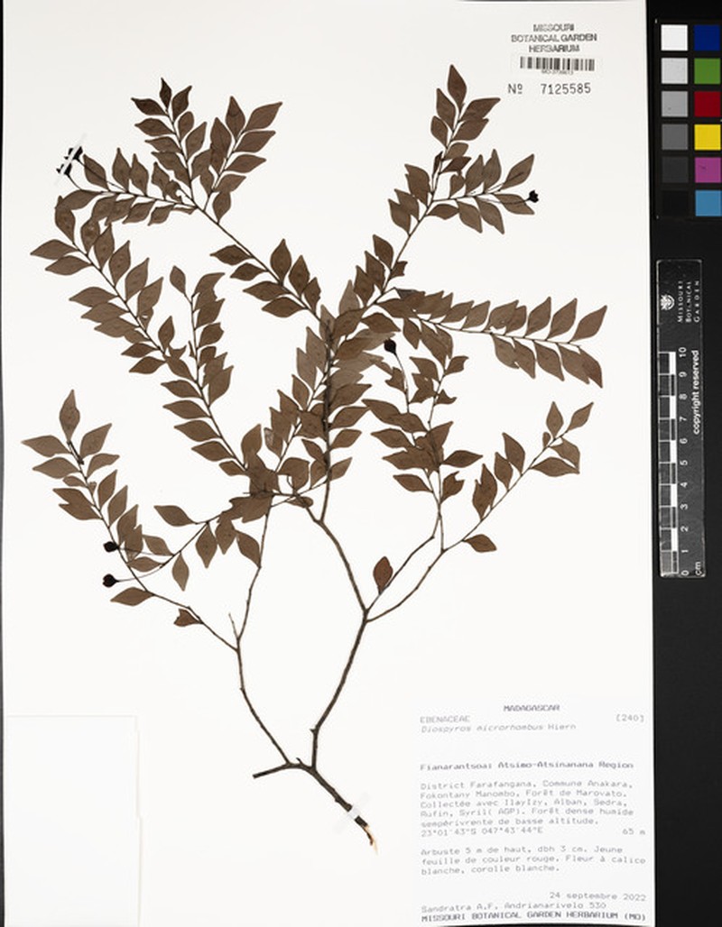 Diospyros microrhombus