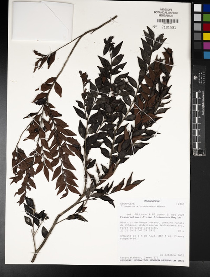 Diospyros microrhombus photo 2