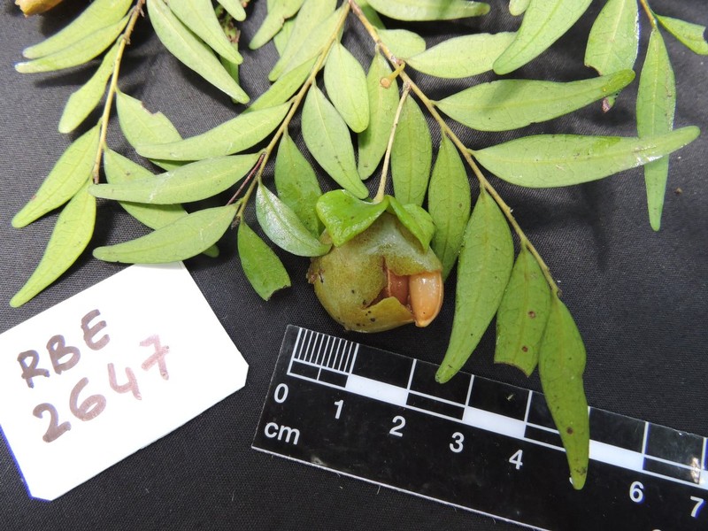 Diospyros microrhombus photo 3