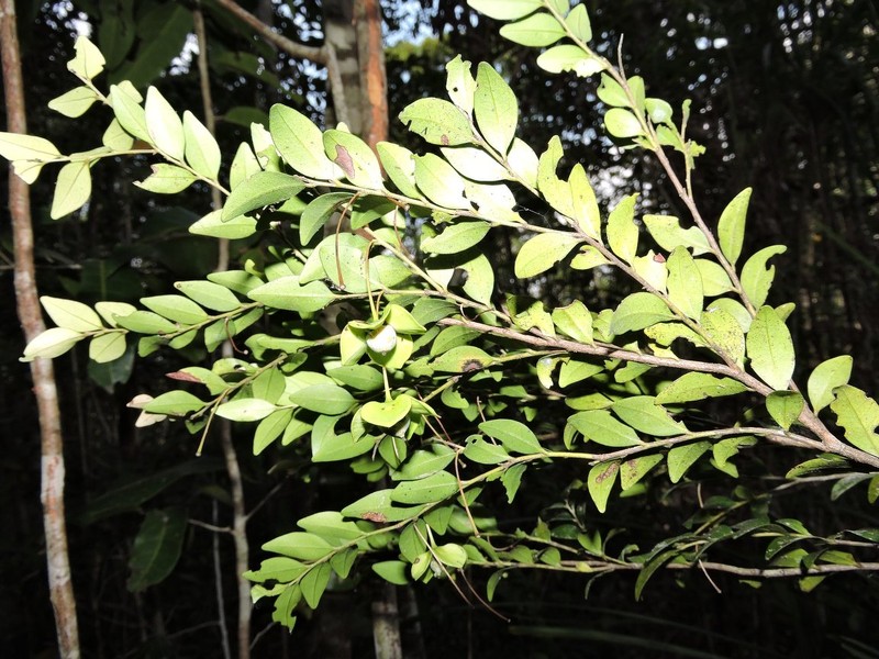 Diospyros microrhombus photo 4