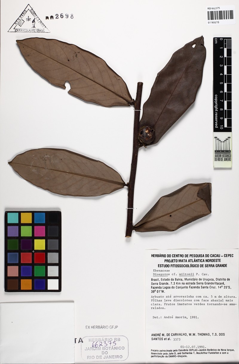 Diospyros miltonii