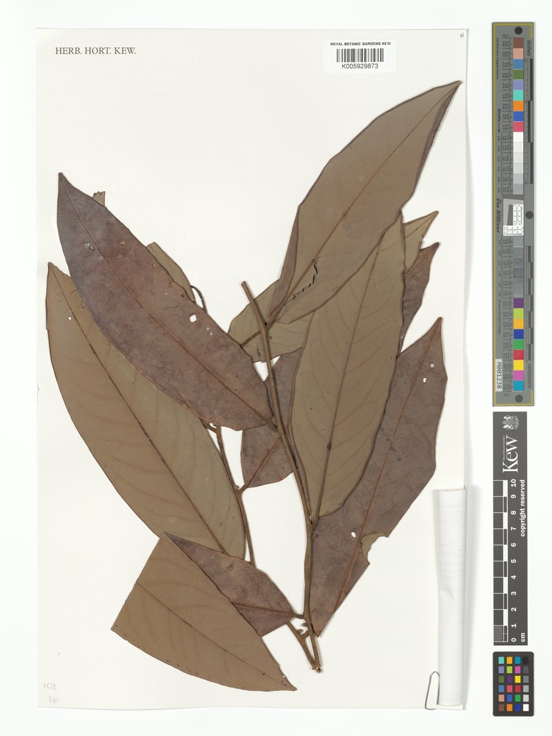Diospyros miltonii photo 2
