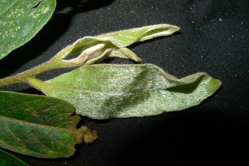 Diospyros minahassae
