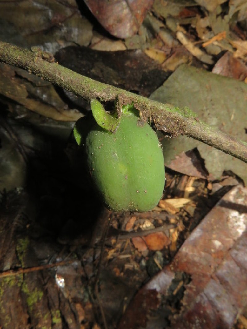 Diospyros minahassae photo 2