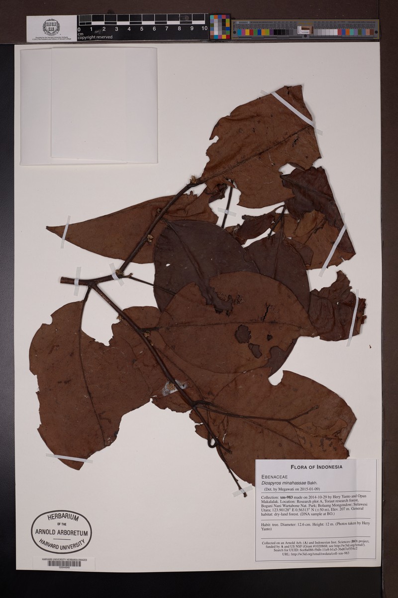 Diospyros minahassae photo 3