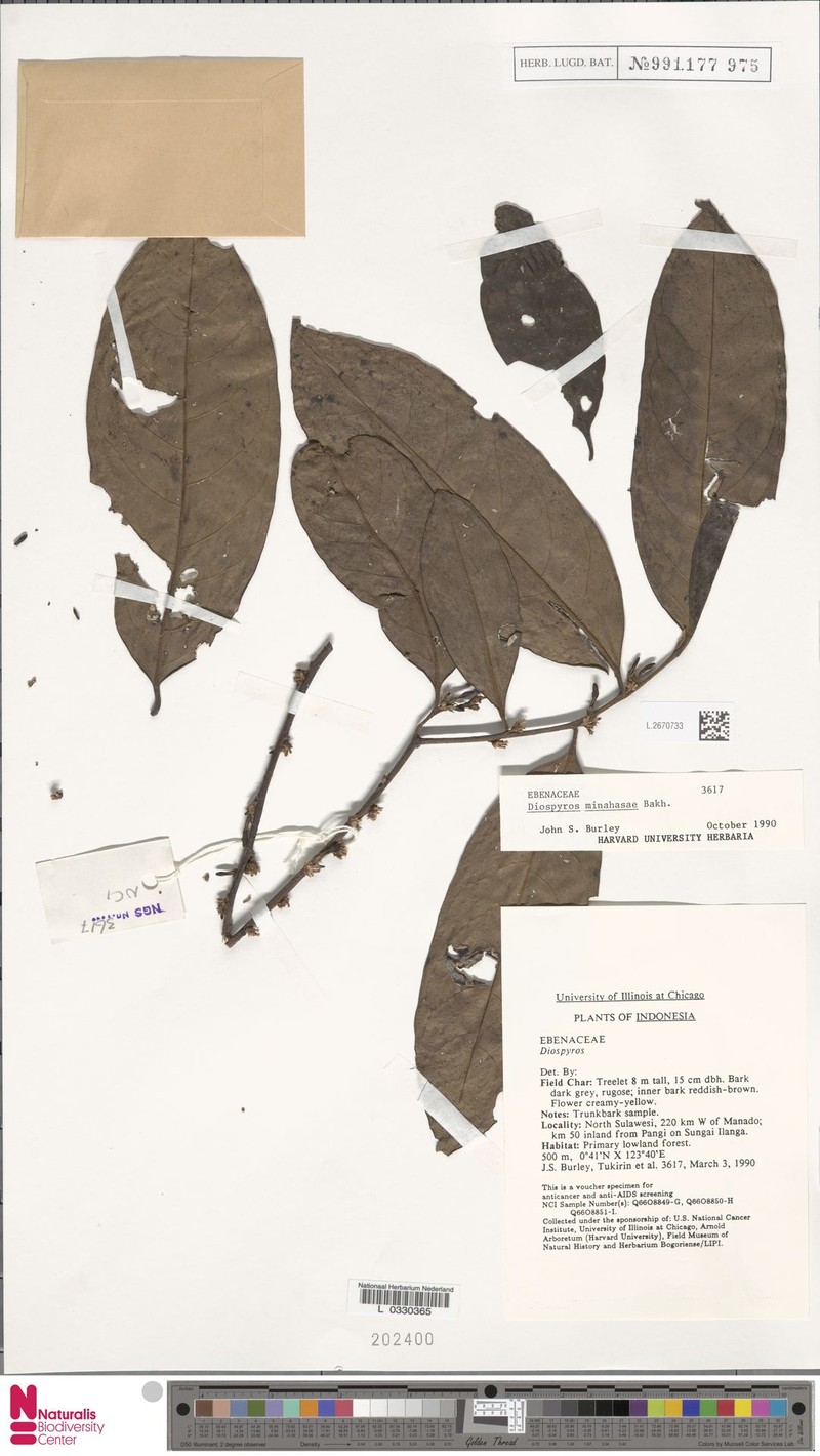 Diospyros minahassae photo 4