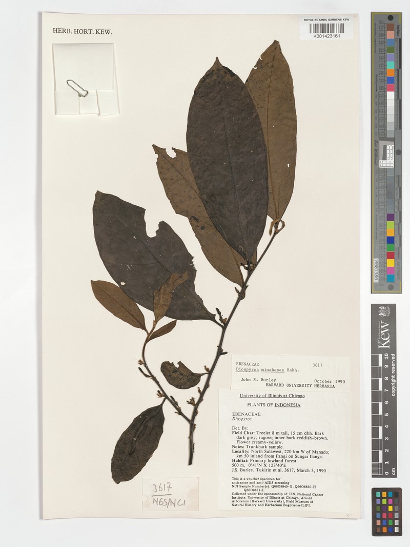 Diospyros minahassae photo 5