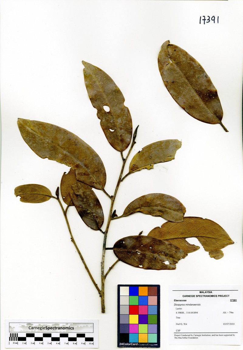 Diospyros mindanaensis