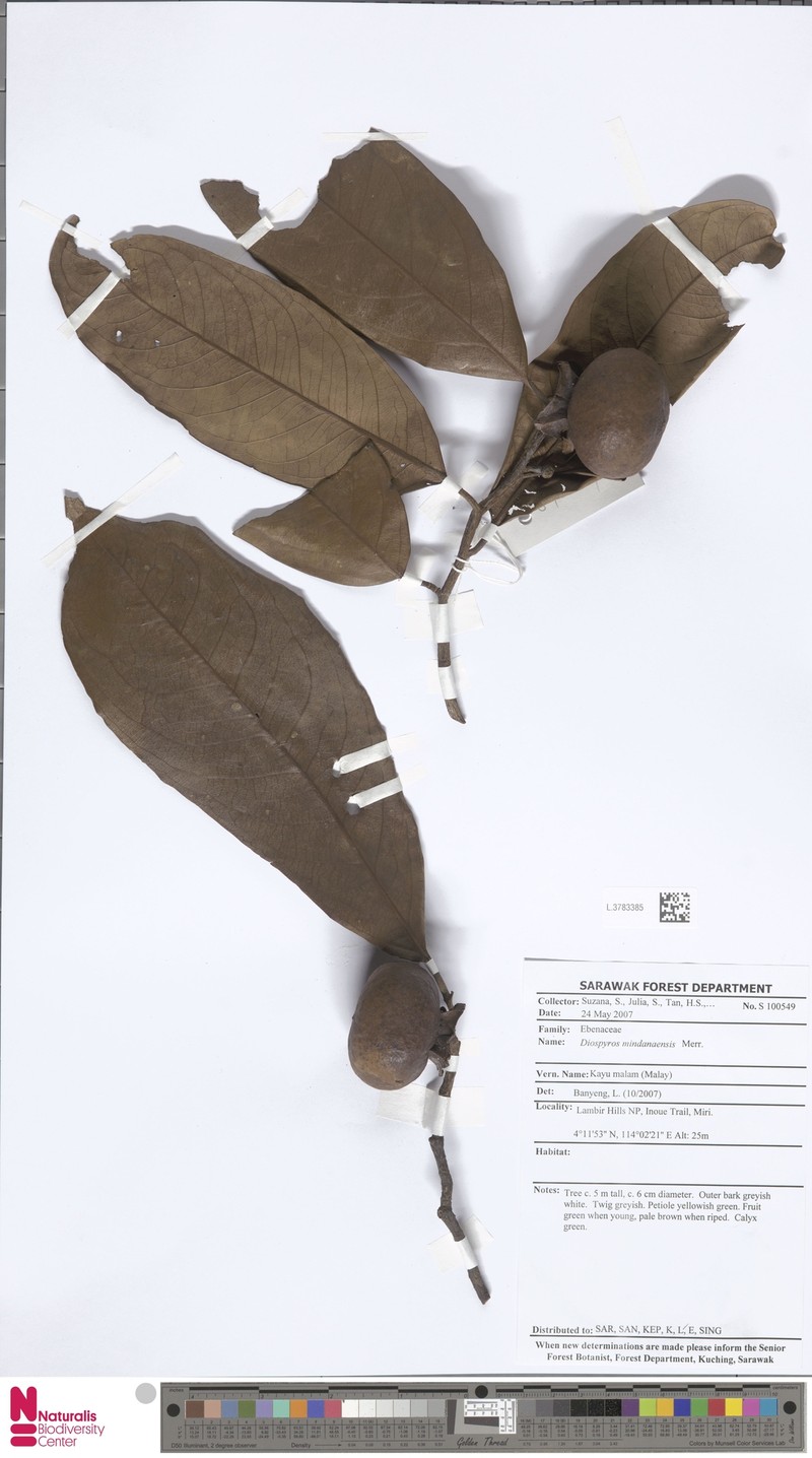 Diospyros mindanaensis photo 2