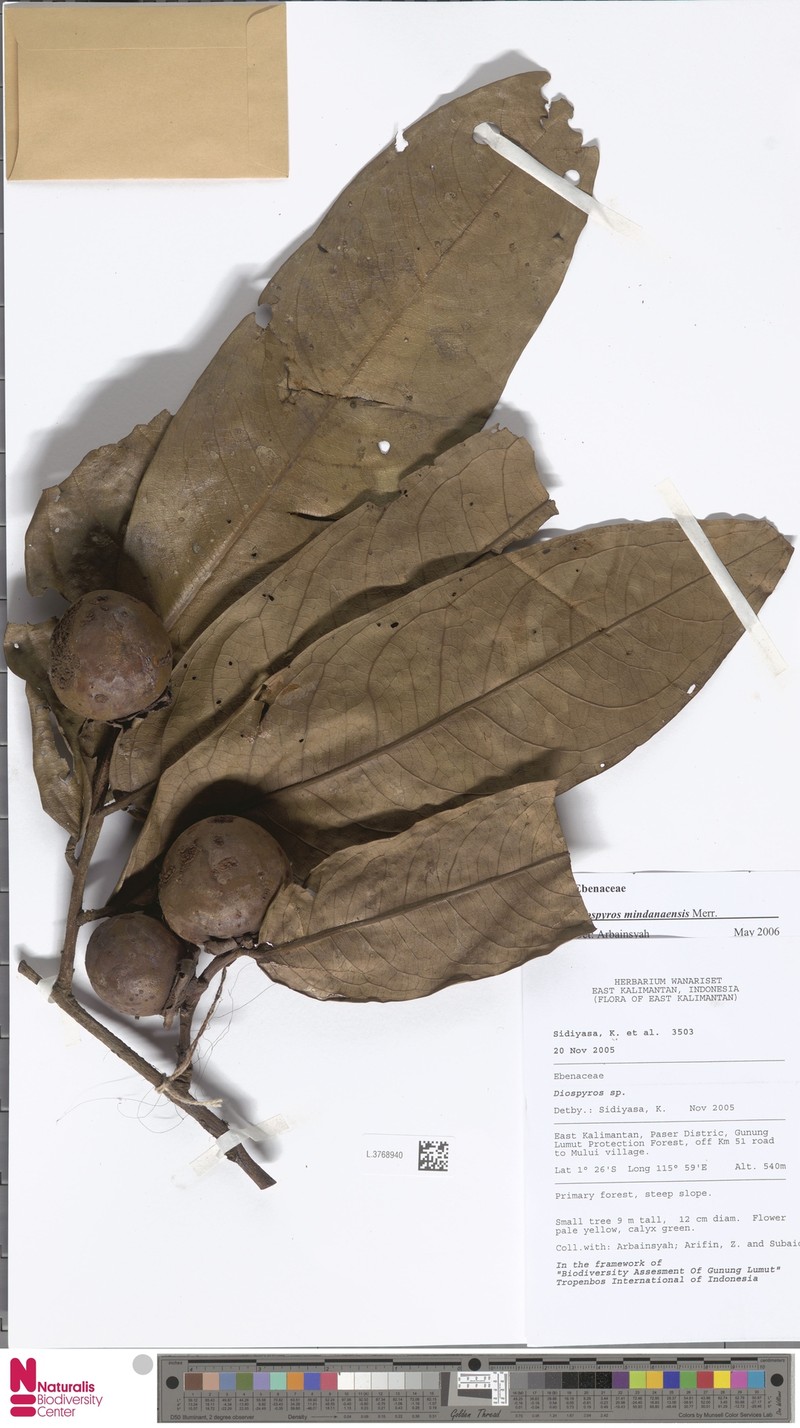 Diospyros mindanaensis photo 3