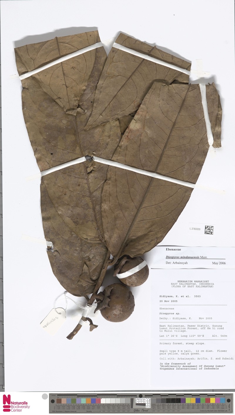 Diospyros mindanaensis photo 4