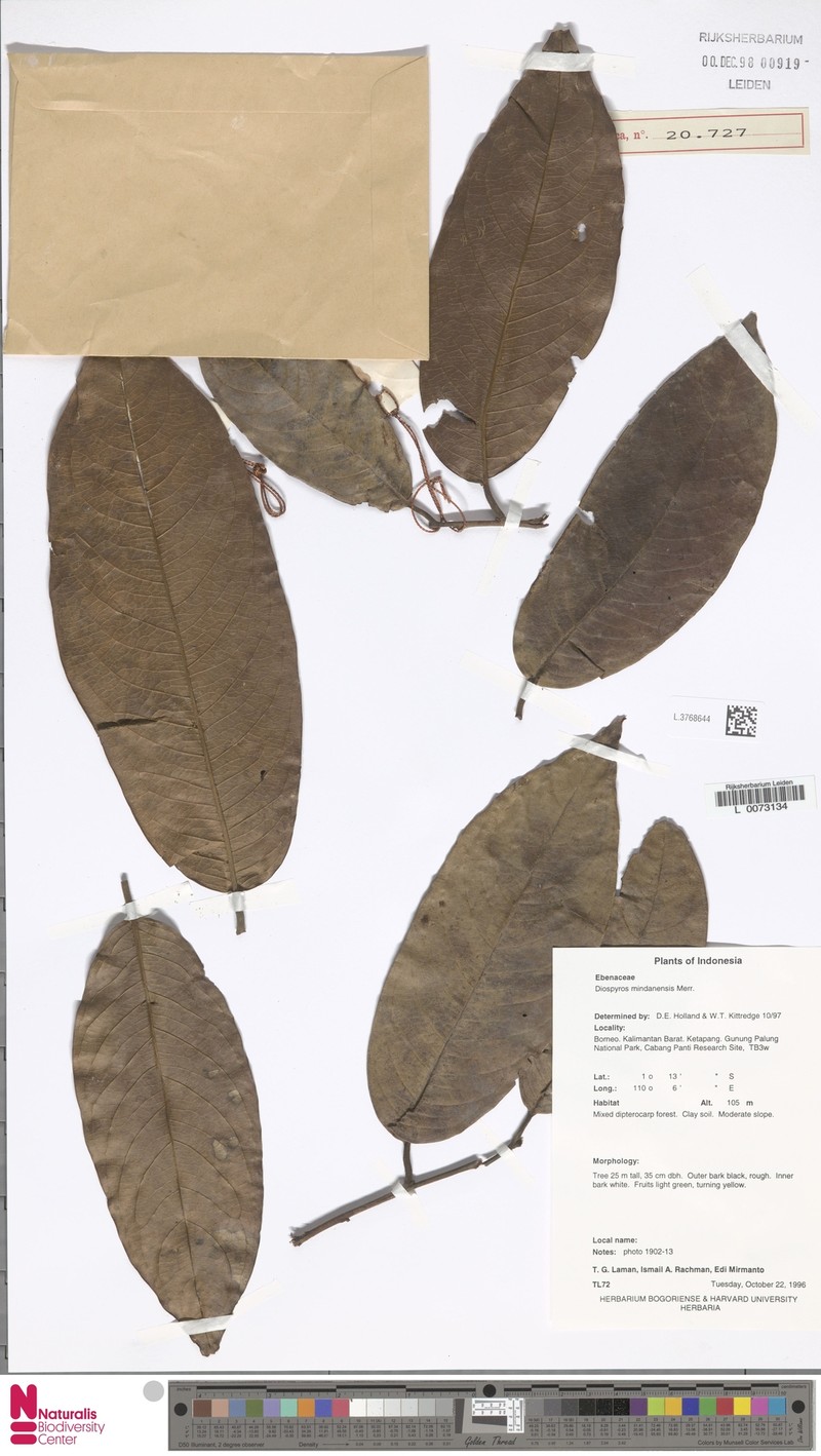 Diospyros mindanaensis photo 5