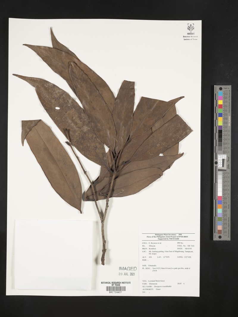 Diospyros mindanaensis photo 6