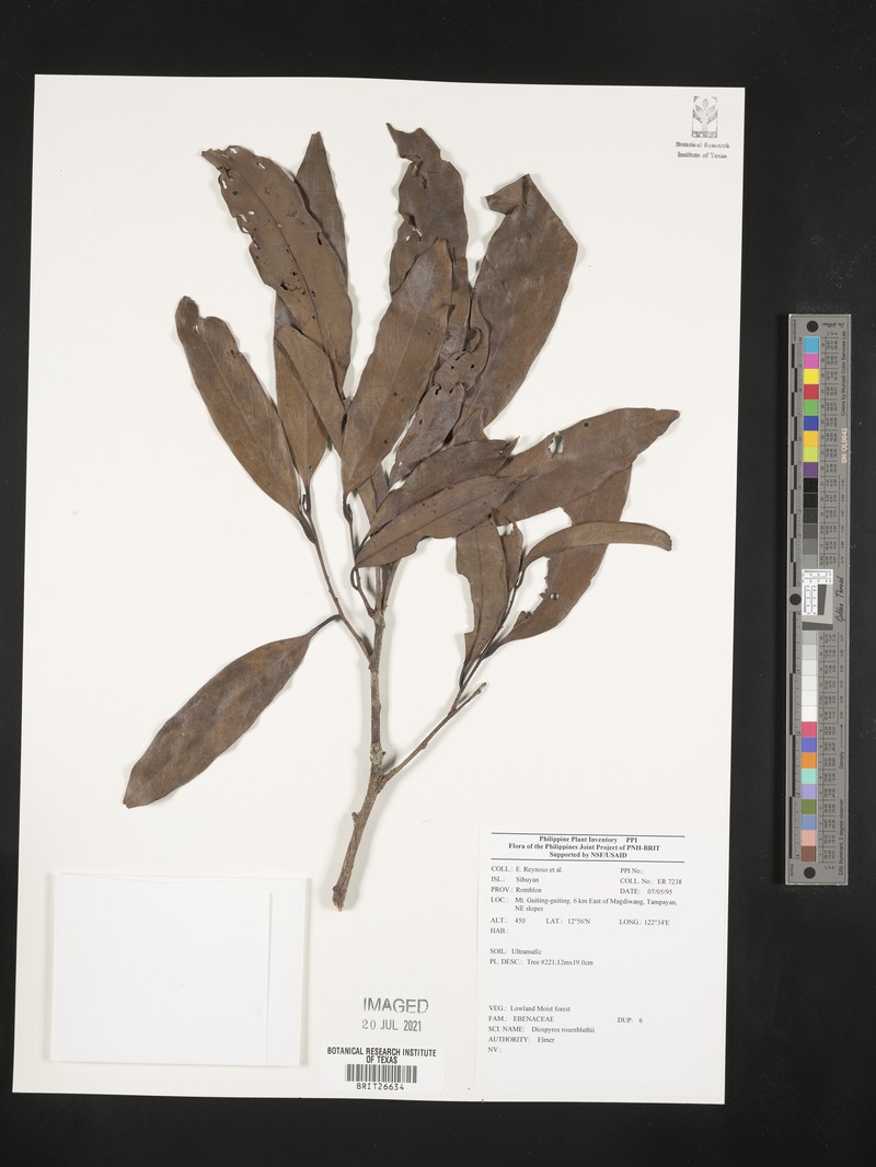 Diospyros mindanaensis photo 7