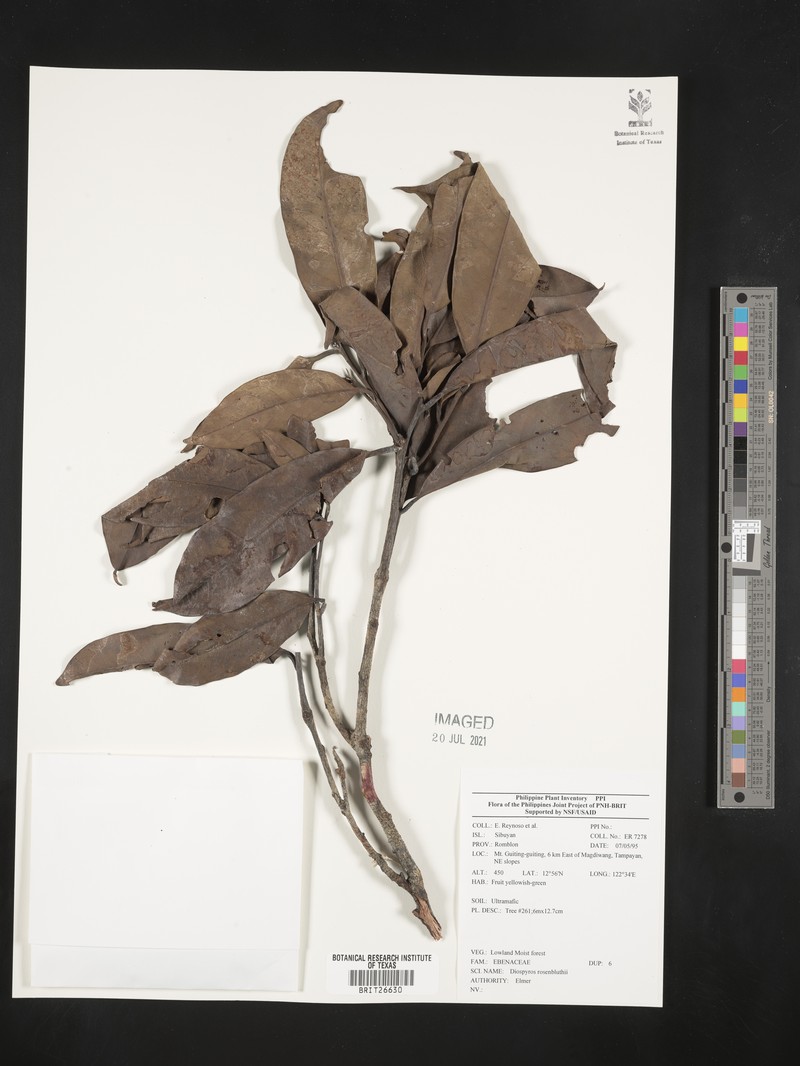 Diospyros mindanaensis photo 8