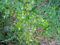 Diospyros minimifolia