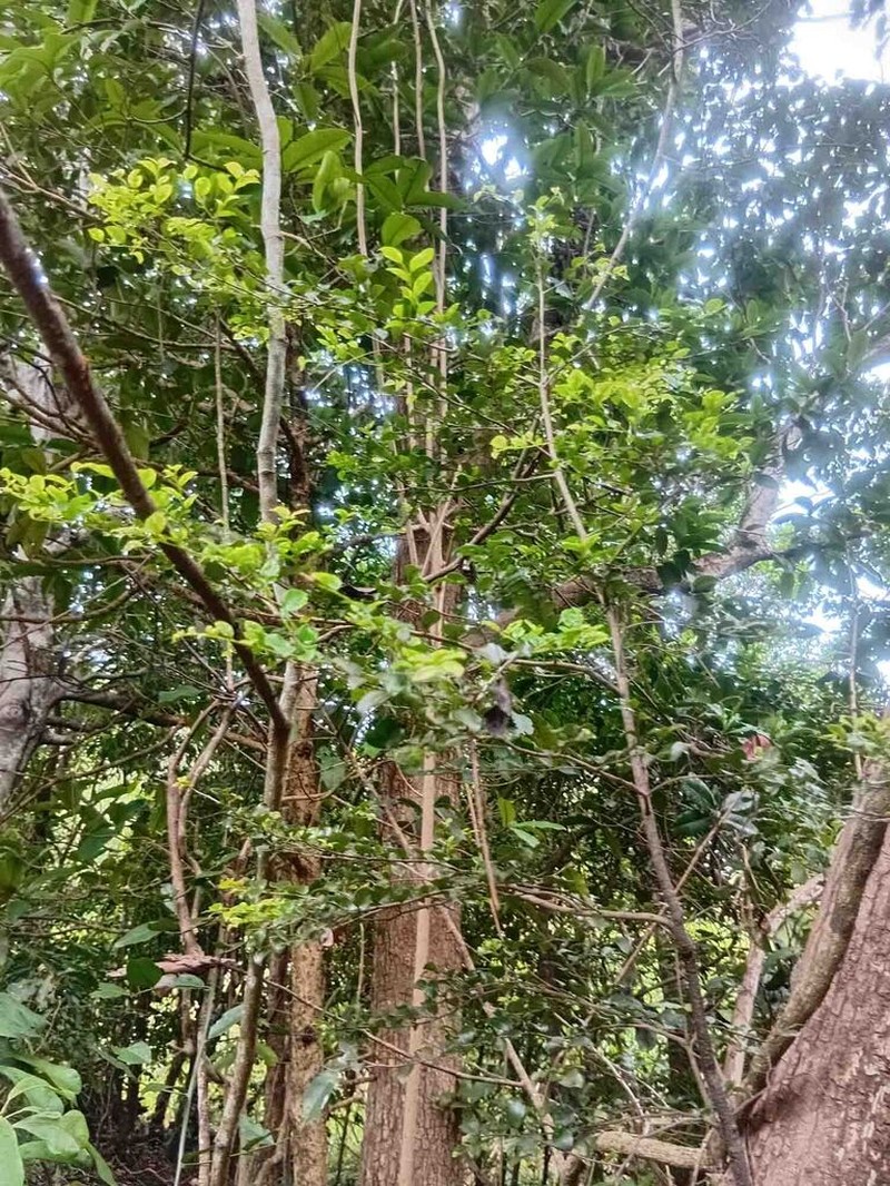 Diospyros minimifolia photo 2