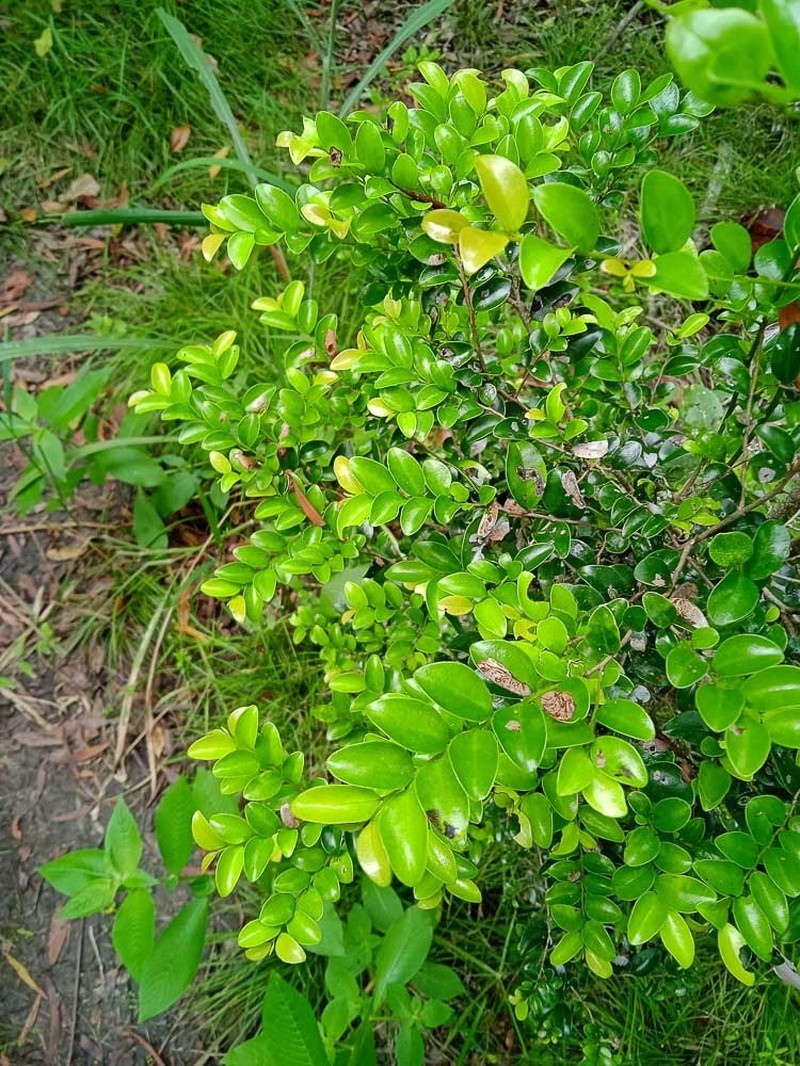 Diospyros minimifolia photo 3