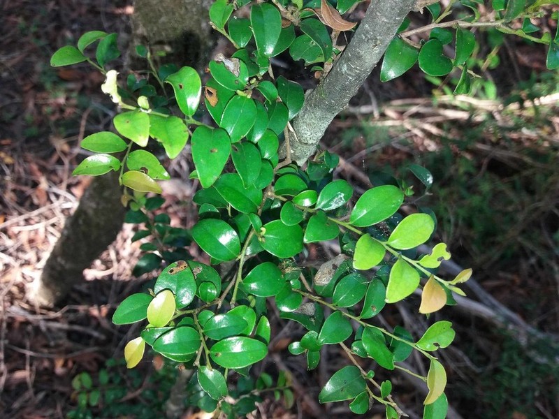 Diospyros minimifolia photo 4