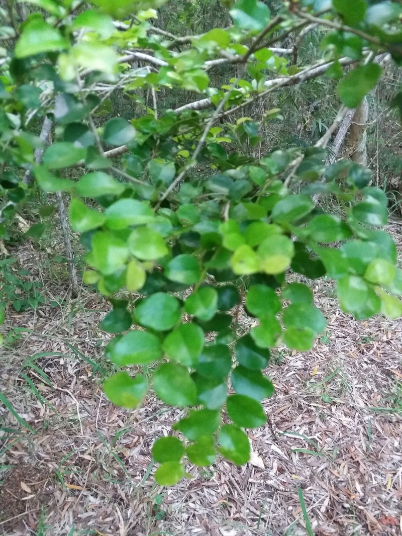 Diospyros minimifolia photo 5