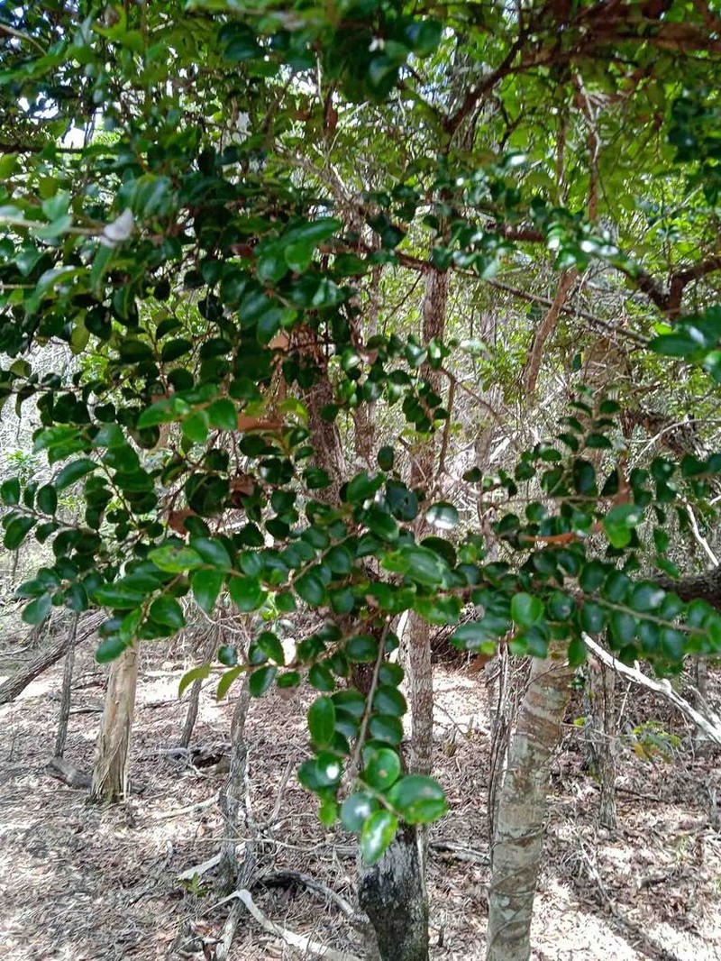 Diospyros minimifolia photo 6