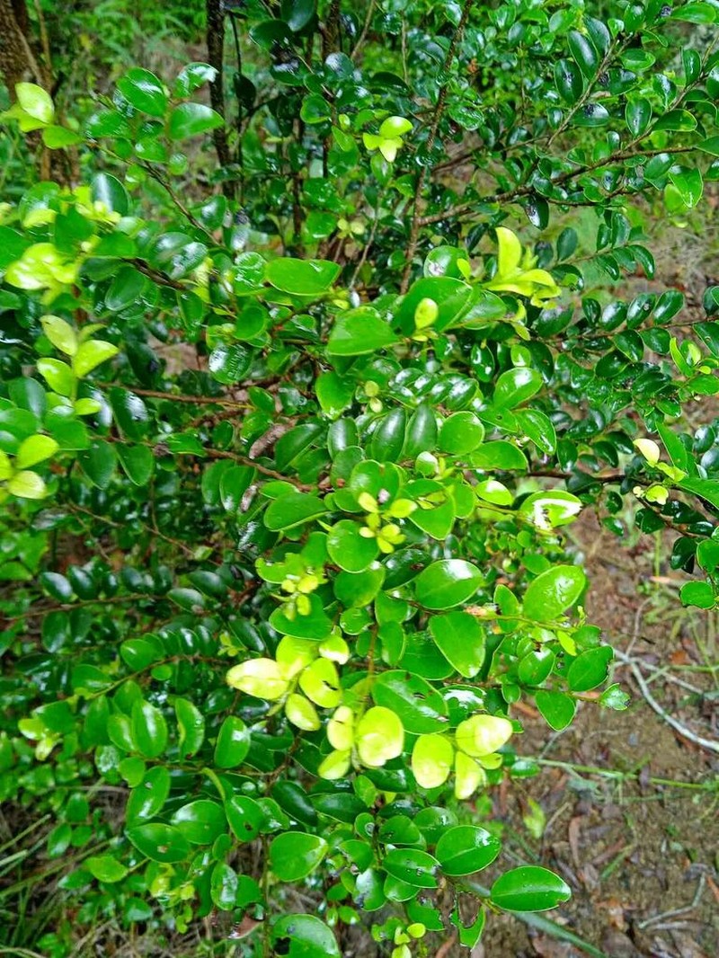 Diospyros minimifolia photo 7