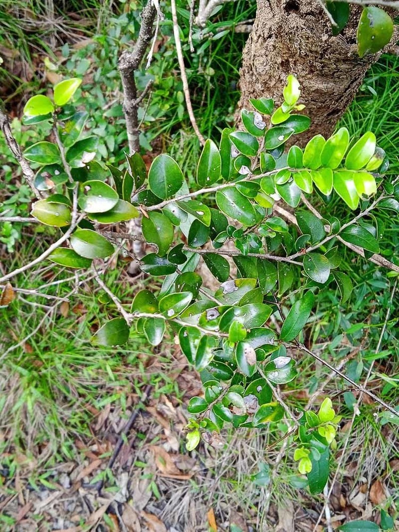 Diospyros minimifolia photo 8