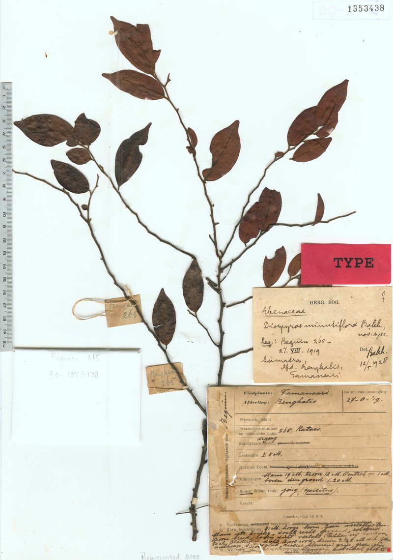 Diospyros minutiflora