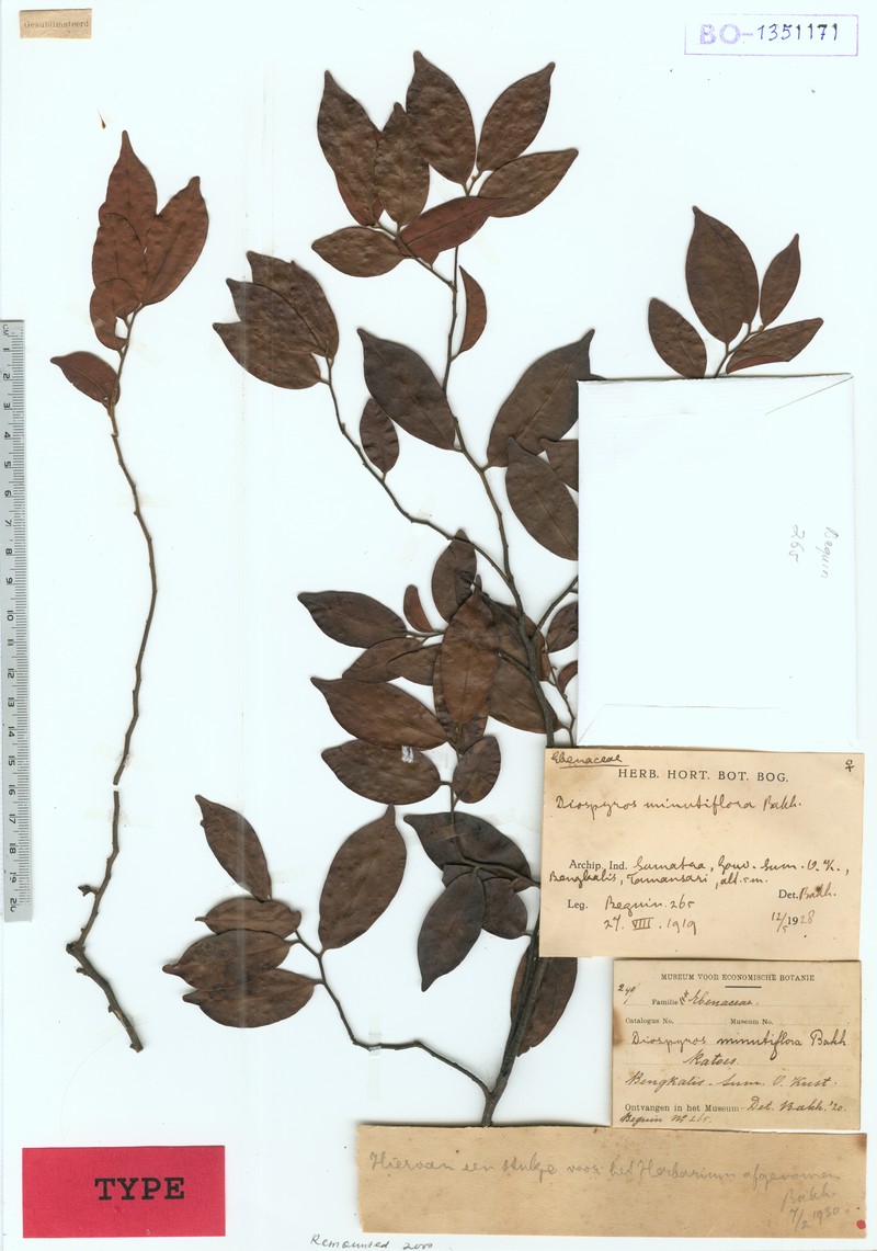 Diospyros minutiflora photo 2