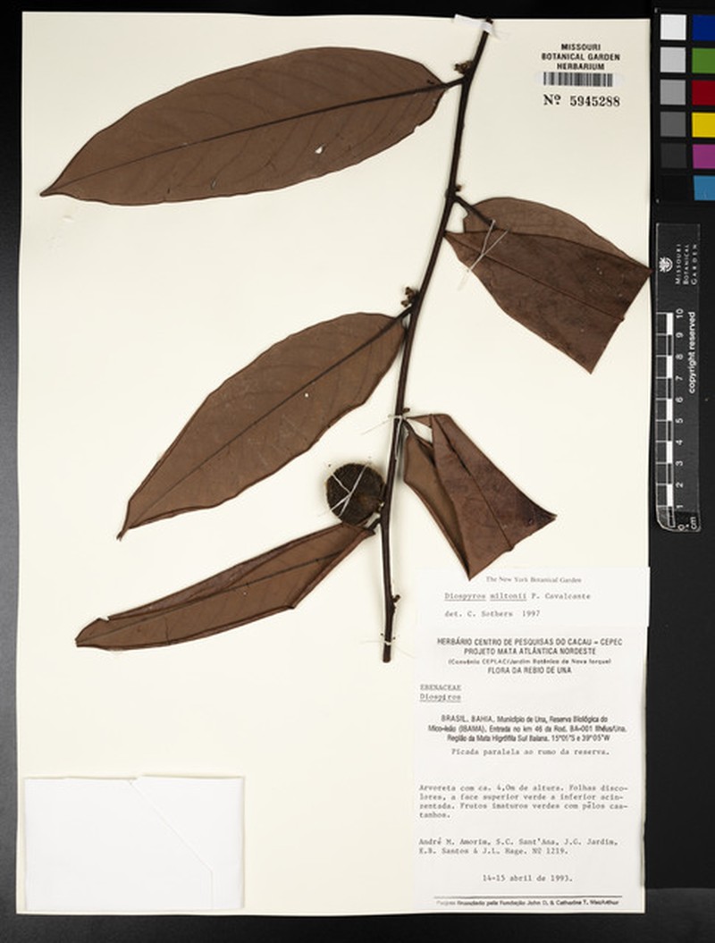 Diospyros miroma