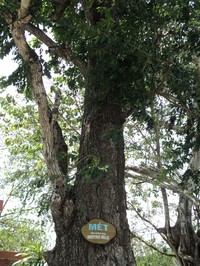 Diospyros mollis