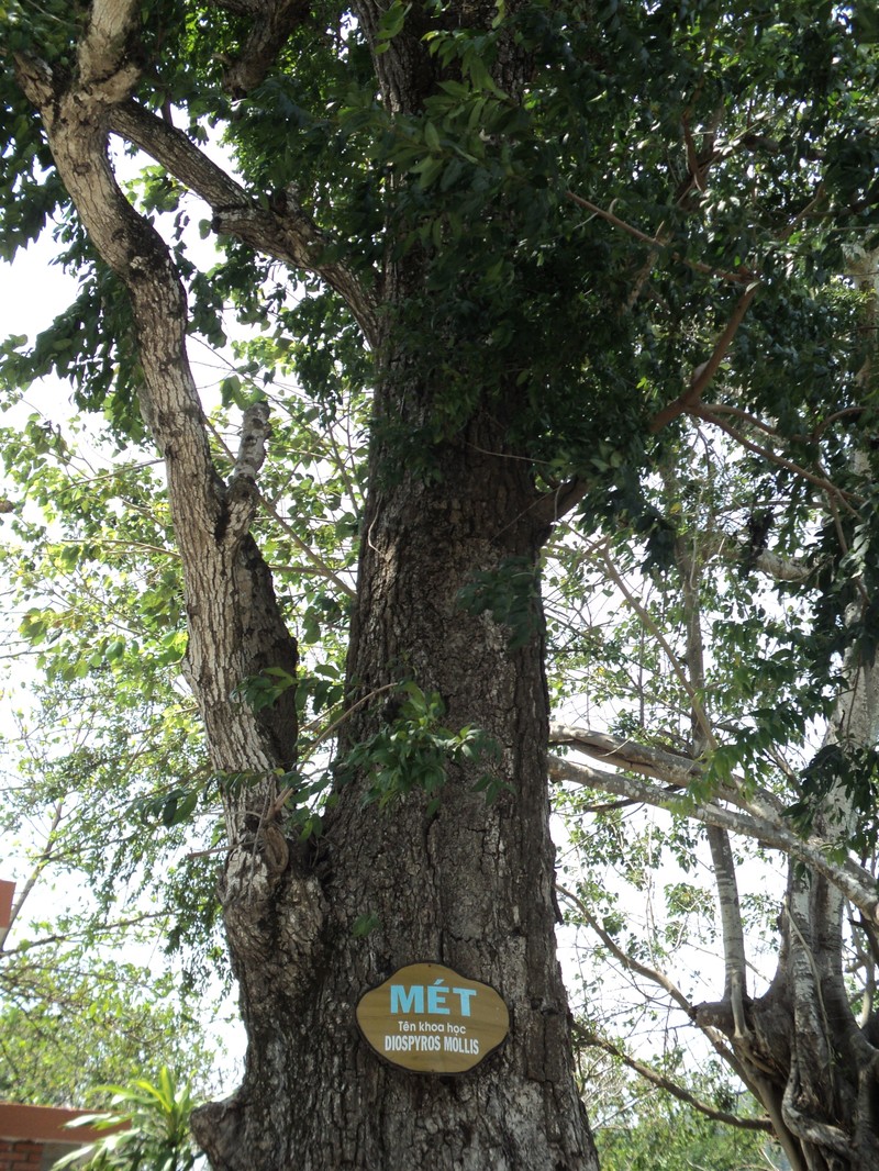 Diospyros mollis