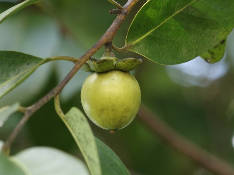 Diospyros mollis photo 2