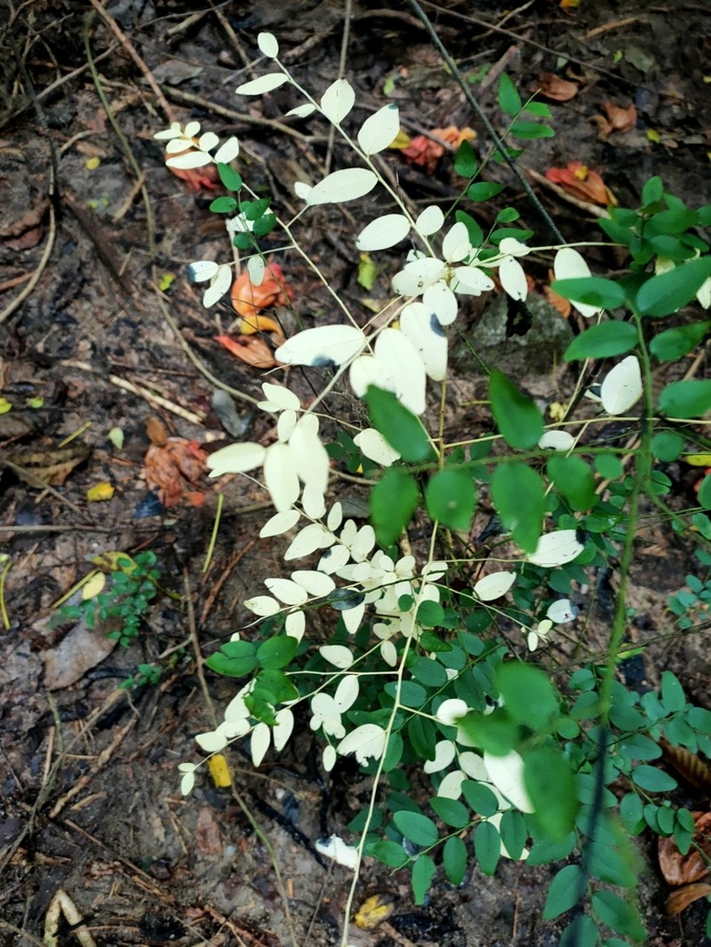 Diospyros mollis photo 3